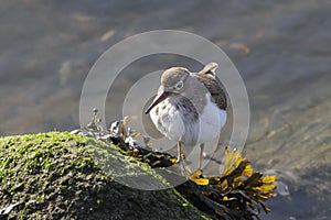 Common Sandpiper Actitis