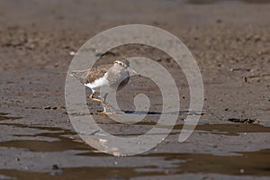 Common sandpiper  Actitis hypoleucos