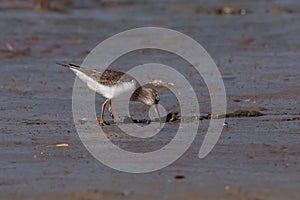 Common sandpiper  Actitis hypoleucos