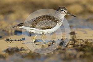 Common sandpiper - Actitis hypoleucos photo