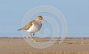 Common Sandpiper - Actitis hypoleucos - at the shore of Curonian lagoon