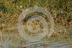 Common Sandpiper in Arabian wetland