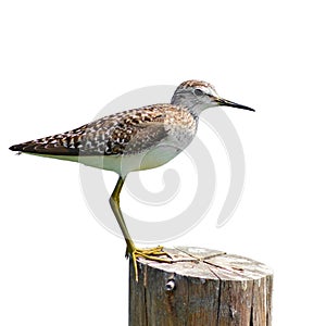 Common Sandpiper bird