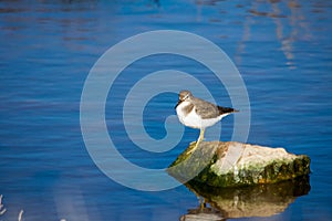 A common sandpiper bird, long beak brown and white, resting on a rock in brackish water in Malta