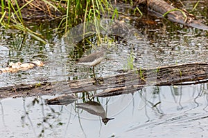Common sandpiper bird by the river