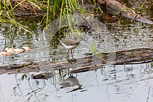 Common sandpiper bird by the river