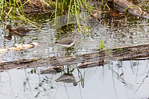 Common sandpiper bird by the river close-up