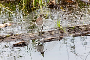 Common sandpiper bird by the river