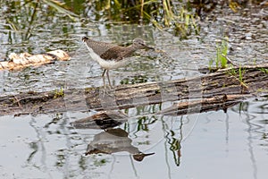 Common sandpiper bird by the river