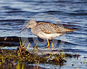 Common Sandpiper Photo and Image. Close-up side view foraging for food in a marsh environment and habitat. Sandpiper Picture