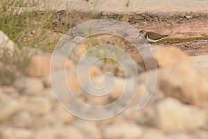 Common Sandpiper in a dried river bed