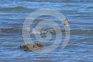 A common sandpiper flying on the beach