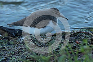 Common sandpiper foraging for food.