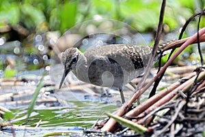 Common sandpiper, Mabamba Bay, Uganda