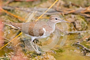 Common Sandpiper, Palearctic wading bird stands on muddy ground