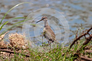 Common sandpiper park kruger south africa reserves and protected airs of africa