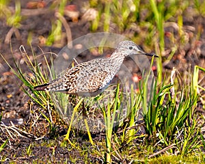 Common Sandpiper Photo and Image. Sandpiper close-up side view foraging for food in a marsh environment and habitat with a blur