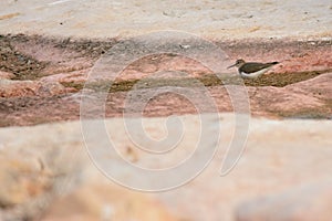 Common Sandpiper on pink ground