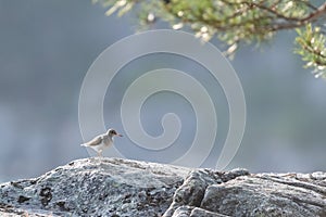 A Common Sandpiper On A Rock (Actitis Hypoleucos