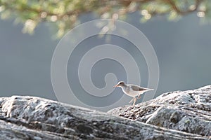 A Common Sandpiper On A Rock (Actitis Hypoleucos