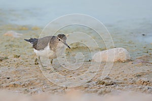 Common Sandpiper on sand