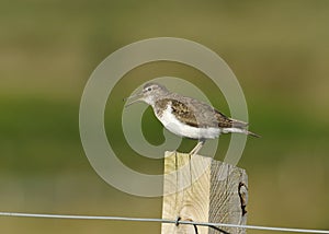 Common Sandpiper