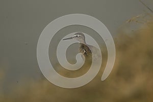 common sandpiper wadding near water body at Henry's island, westbengal, india