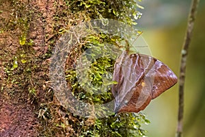 Common Saturn butterfly perching on mossy tree at Kinabalu National Park, Malaysia