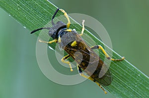 Common Sawfly on blade of grass