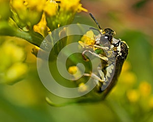 Common Sawfly Tenthredo notha