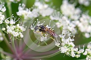 Common sawfly, Tenthredo notha, on a flower