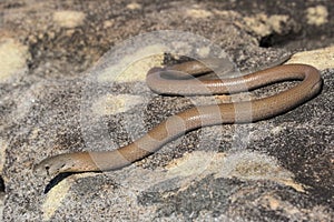 Common Scaly-foot legless lizard
