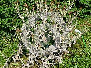 A COMMON SCARE-BOTANIC GARDEN IN SILESIA , POLAND