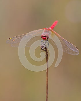 Common Scarlet Darter Dragonfly