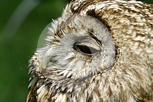 Common scops owl