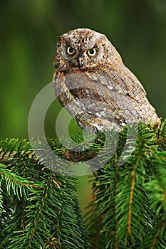 Common Scops Owl, Otus scops, little owl in the nature habitat, sitting on the green spruce tree branch, forest in the background,