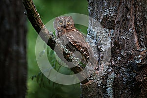 Common Scops Owl, Otus scops, little owl in the nature habitat, sitting on the green tree branch, forest in the background,