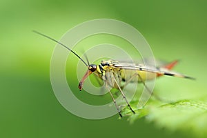 Common scorpionfly