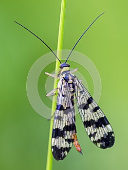 Common Scorpionfly sit on bent