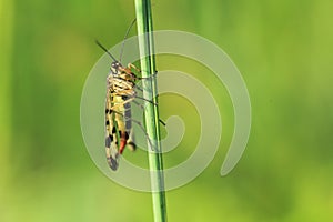 Common scorpionfly