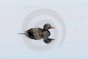 Common scoter male during spring migration