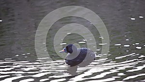 The common scoter (Melanitta nigra) swims along the canal.