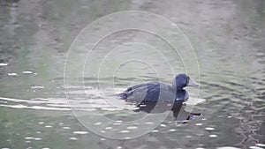 The common scoter (Melanitta nigra) swims along the canal.