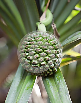 The Common Screwpine (Pandanus utilis) it is native to Mauritius