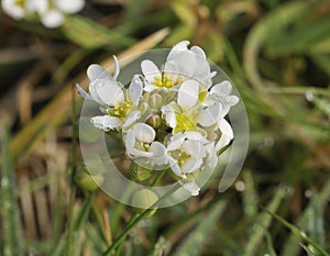 Common Scurvygrass
