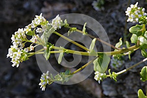 Common Scurvygrass