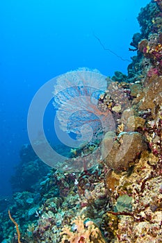 Common sea fan on coral reef