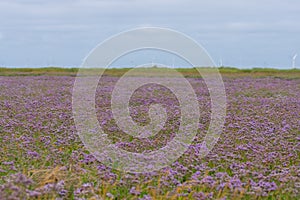 Common sea-lavender Limonium vulgare in flower