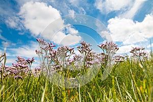 Common sea-lavender (Limonium vulgare) photo