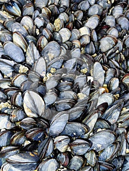 Common sea mussels seafood